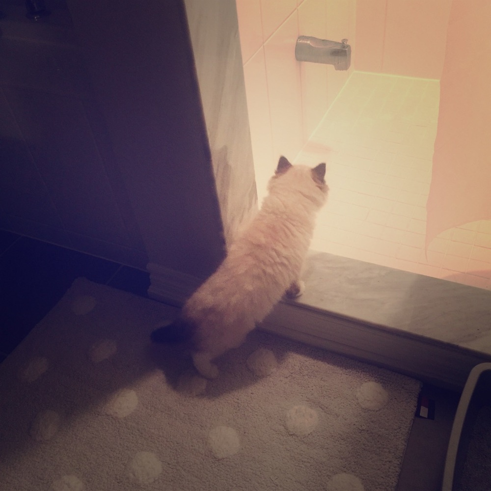 Meet your Posher, Dingxi